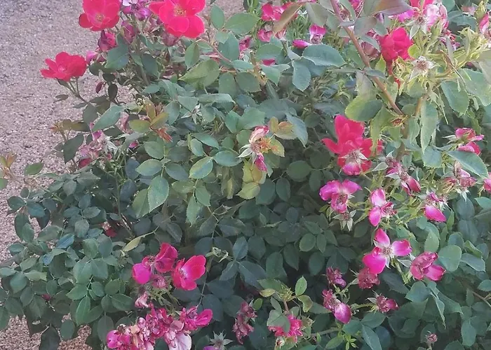 Days By Wyndham Camp Arizona Hotel Camp Verde